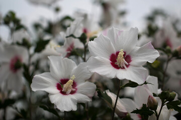 The beautiful rose of Sharon bloomed in the field
