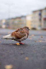 Beautiful pigeon brown and white coloring on asphalt in urban autumn