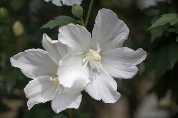 The beautiful rose of Sharon bloomed in the field

