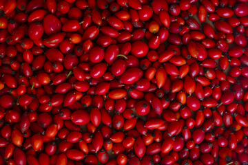 Rosehip red fruits