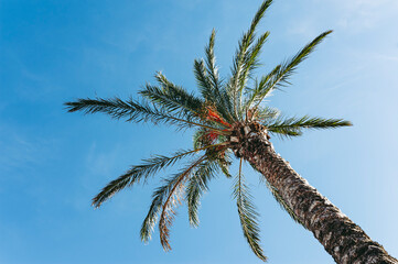 Palmier au bord de la mer avec un ciel bleu ensoleillé