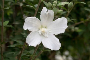 Fototapeta premium The beautiful rose of Sharon bloomed in the field 