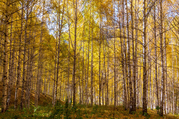 Autumn landscape. Beautiful birch trees. Walk in the birch forest. Natural background. Place to insert text.