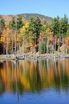 Peaceful Autumn Fall Stroll To Enjoy The Colorful Leaves