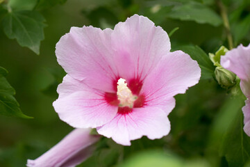 The beautiful rose of Sharon bloomed in the field
