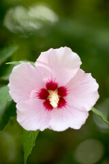 The beautiful rose of Sharon bloomed in the field
