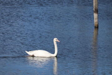 白鳥のエサ探し