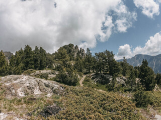 Fototapeta na wymiar paysage de haute montagne avec forêt
