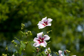 The beautiful rose of Sharon bloomed in the field
