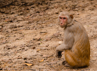 Rhesus macaque profile