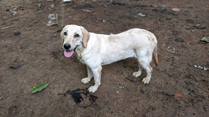 golden retriever on the beach