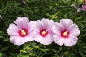 Fototapeta premium The beautiful rose of Sharon bloomed in the field 