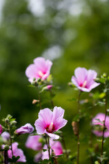 The beautiful rose of Sharon bloomed in the field
