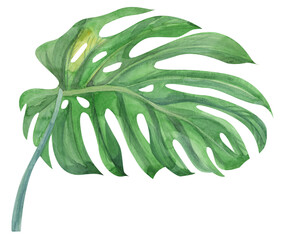 realistic green monstera leaf and stem painted with watercolors on paper isolated on white background