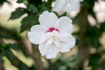 The beautiful rose of Sharon bloomed in the field
