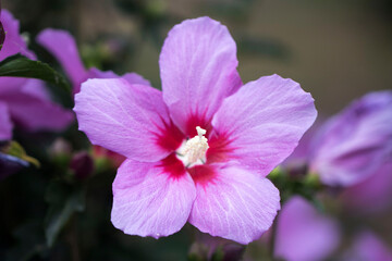 The beautiful rose of Sharon bloomed in the field
