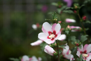 The beautiful rose of Sharon bloomed in the field
