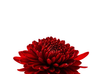 Red chrysanthemum isolated at bottom center of white background