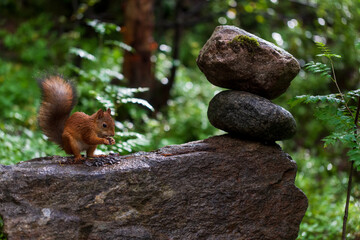 marmot in the forest