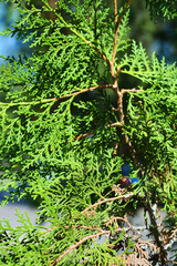 Exquisite leaves, needles, thuja branches with cones illuminated by the autumn sun.