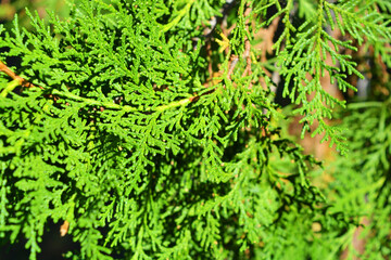 Exquisite leaves, needles, thuja branches with cones illuminated by the autumn sun.