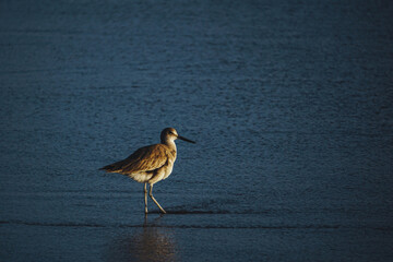 Aves en la playa