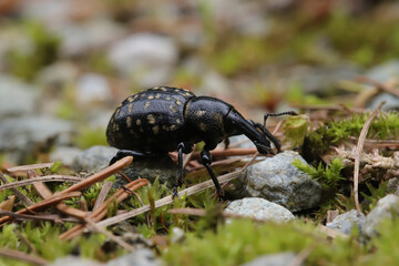 Liparus germanus small beetle very big