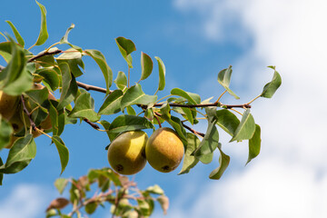 Ripe pears on a branch against the blue sky