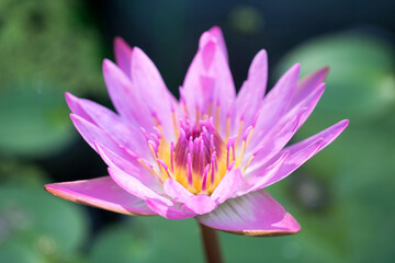 beautiful water lily and lotus
