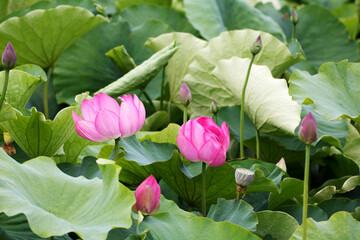beautiful water lily and lotus
