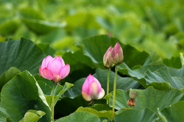 beautiful water lily and lotus
