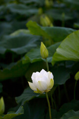 Obraz premium beautiful water lily and lotus 