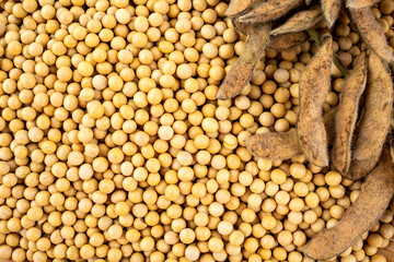 Full screen of golden soybeans