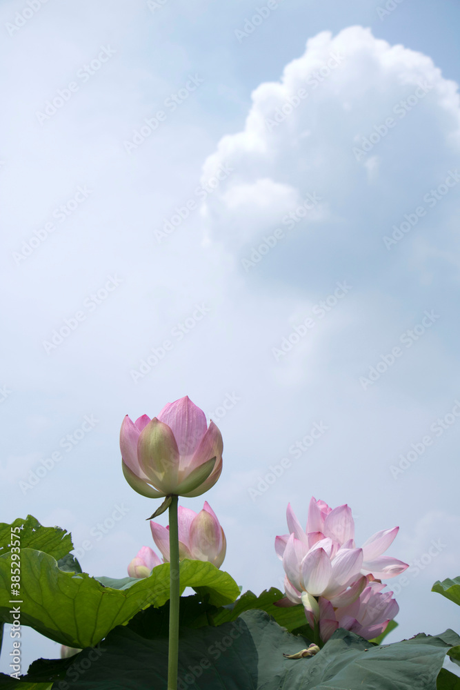 Canvas Prints beautiful water lily and lotus