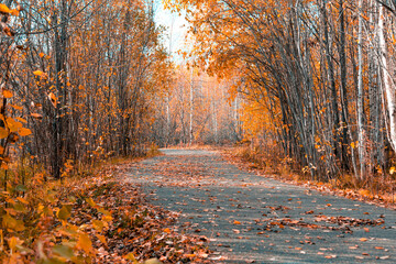 Forest road covered with fallen autumn leaves