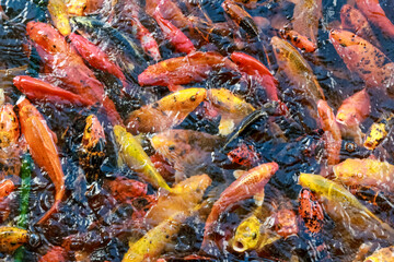 A lot of fish, colored carp in the pond swims.