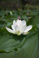 beautiful water lily and lotus
