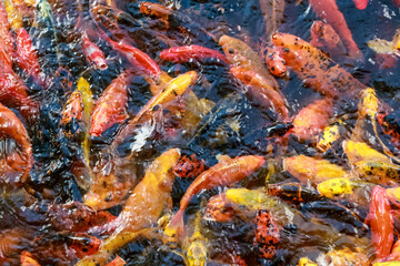 Fototapeta na wymiar A lot of fish, colored carp in the pond swims.