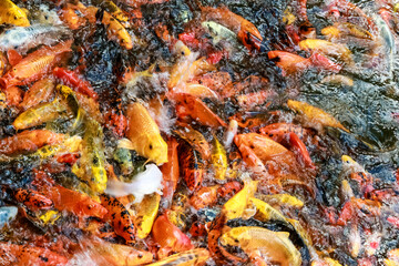 A lot of fish, colored carp in the pond swims.