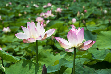 Obraz premium beautiful water lily and lotus 