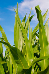 Liście kukurydzy na tle niebieskiego nieba - obrazy, fototapety, plakaty