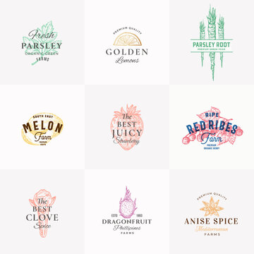 Premium Quality Fruits, Herbs and Spices Vector Signs or Logo Templates Collection. Hand Drawn Parsley, Melon, Strawberry, Clove and Dragonfruit Sketches with Typography. Food Emblems Bundle.