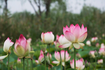 beautiful water lily and lotus
