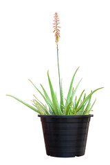 Aloe Vera tree with orange flower bloom in black plastic pot isolated on white background included clipping path.