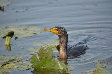 Double Crested Cormorant fishing in Ontario, Canada