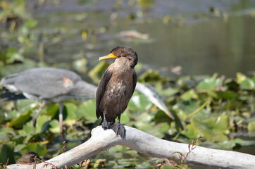 Double Crested Cormorant resting on shoreline in Ontario, Canada