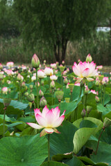 Fototapeta premium beautiful water lily and lotus 
