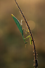Insect Mantis religiosa sits on plant on a summer day