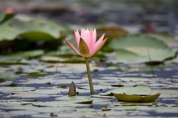 beautiful water lily and lotus
