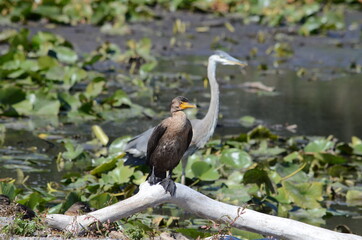 Double Crested Cormorant resting on shoreline in Ontario, Canada